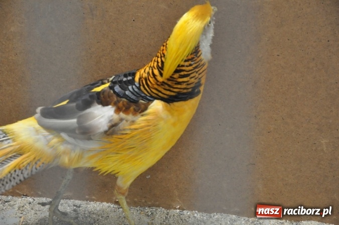 Zdjęcie w galerii na portalu naszraciborz.pl: Pietrowice Wielkie zapraszają na wystawę drobnego inwentarza wiadomości z regionu