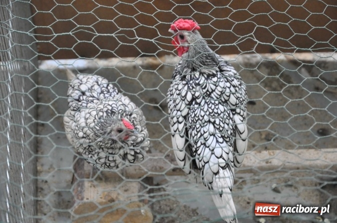 Zdjęcie w galerii na portalu naszraciborz.pl: Pietrowice Wielkie zapraszają na wystawę drobnego inwentarza wiadomości z regionu