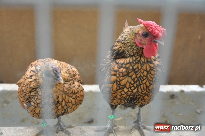 Zdjęcie w galerii na portalu naszraciborz.pl: Pietrowice Wielkie zapraszają na wystawę drobnego inwentarza wiadomości z regionu