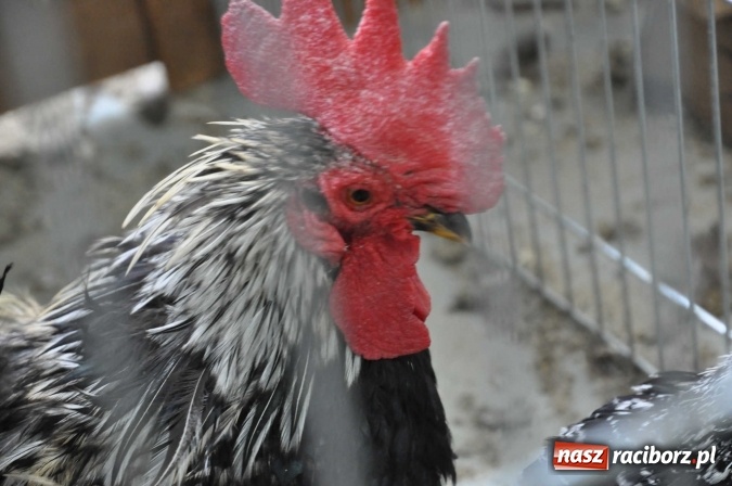 Zdjęcie w galerii na portalu naszraciborz.pl: Pietrowice Wielkie zapraszają na wystawę drobnego inwentarza wiadomości z regionu