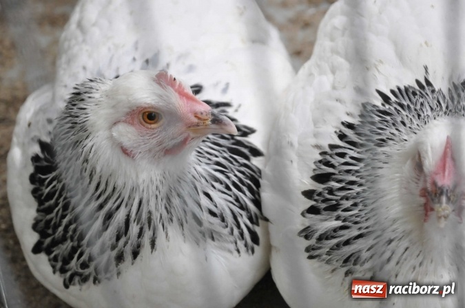 Zdjęcie w galerii na portalu naszraciborz.pl: Pietrowice Wielkie zapraszają na wystawę drobnego inwentarza wiadomości z regionu