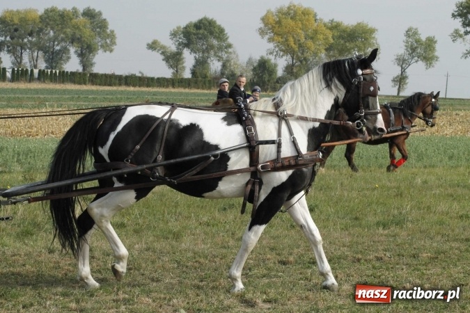 Zdjęcie w galerii na portalu naszraciborz.pl: Na żerdzińskim Hubertusie pogoda sprzyja wiadomości z regionu
