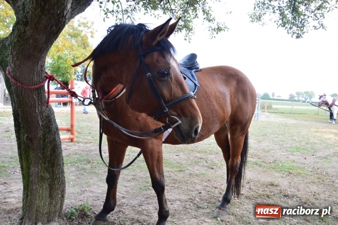 Zdjęcie w galerii na portalu naszraciborz.pl: Na żerdzińskim Hubertusie pogoda sprzyja wiadomości z regionu