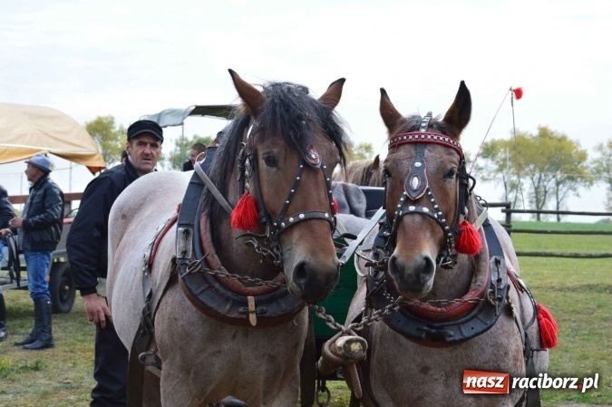 Zdjęcie w galerii na portalu naszraciborz.pl: Na żerdzińskim Hubertusie pogoda sprzyja wiadomości z regionu