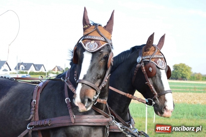 Zdjęcie w galerii na portalu naszraciborz.pl: Na żerdzińskim Hubertusie pogoda sprzyja wiadomości z regionu