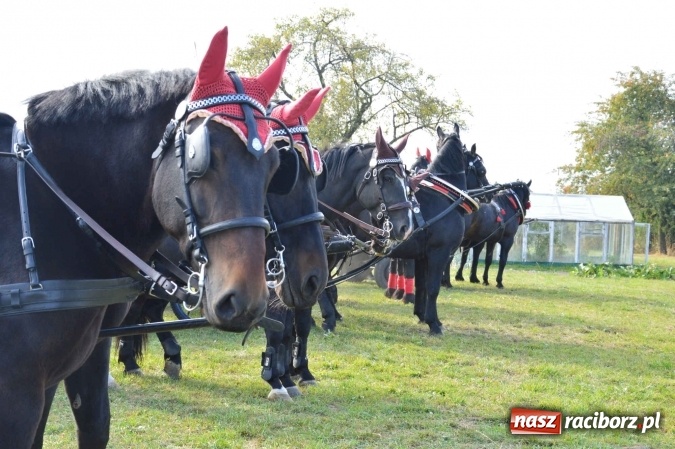 Zdjęcie w galerii na portalu naszraciborz.pl: Na żerdzińskim Hubertusie pogoda sprzyja wiadomości z regionu