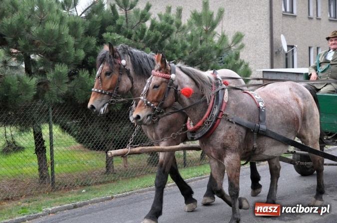 Zdjęcie w galerii na portalu naszraciborz.pl: Hubertus w gminie z widokami – święto jeźdźców w Kornowacu wiadomości z regionu