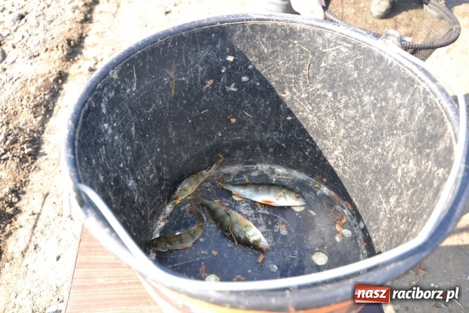 Zdjęcie w galerii na portalu naszraciborz.pl: Wędkarze zakończyli sezon 2015 wiadomości z regionu