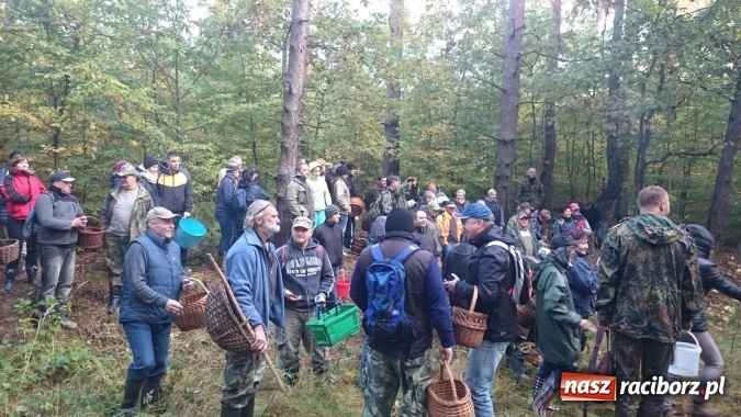 Zdjęcie w galerii na portalu naszraciborz.pl: 2,330 kg to wynik najlepszego grzybiarza ziemi raciborskiej wiadomości z regionu