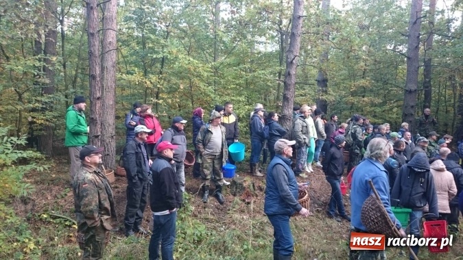 Zdjęcie w galerii na portalu naszraciborz.pl: 2,330 kg to wynik najlepszego grzybiarza ziemi raciborskiej wiadomości z regionu