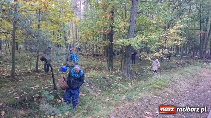 Zdjęcie w galerii na portalu naszraciborz.pl: 2,330 kg to wynik najlepszego grzybiarza ziemi raciborskiej wiadomości z regionu