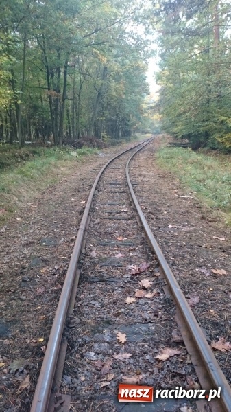 Zdjęcie w galerii na portalu naszraciborz.pl: 2,330 kg to wynik najlepszego grzybiarza ziemi raciborskiej wiadomości z regionu