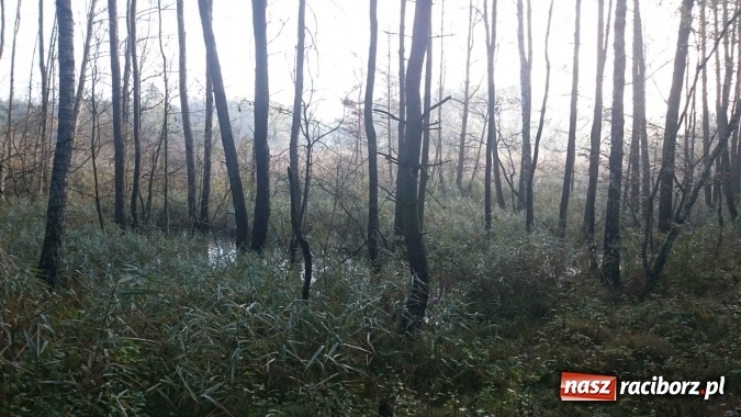 Zdjęcie w galerii na portalu naszraciborz.pl: 2,330 kg to wynik najlepszego grzybiarza ziemi raciborskiej wiadomości z regionu