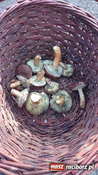 Zdjęcie w galerii na portalu naszraciborz.pl: 2,330 kg to wynik najlepszego grzybiarza ziemi raciborskiej wiadomości z regionu