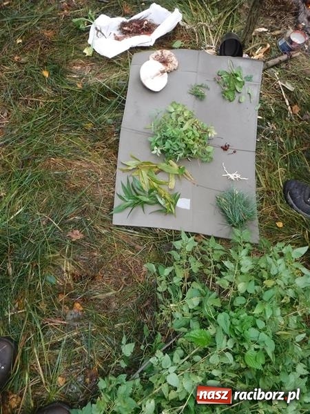 Zdjęcie w galerii na portalu naszraciborz.pl: W lasach rudzkich odbył się kurs z technik przetrwania wiadomości z regionu