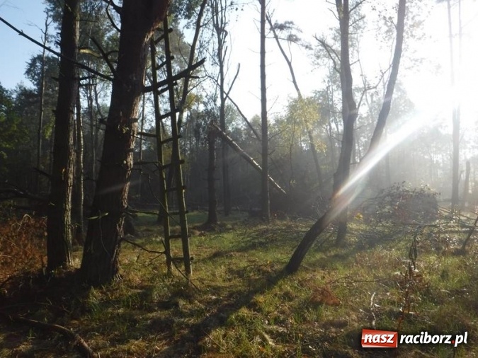 Zdjęcie w galerii na portalu naszraciborz.pl: W lasach rudzkich odbył się kurs z technik przetrwania wiadomości z regionu
