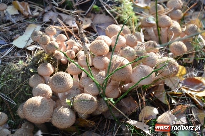 Zdjęcie w galerii na portalu naszraciborz.pl: Raport z lasu. Co z tymi grzybami? wiadomości z regionu