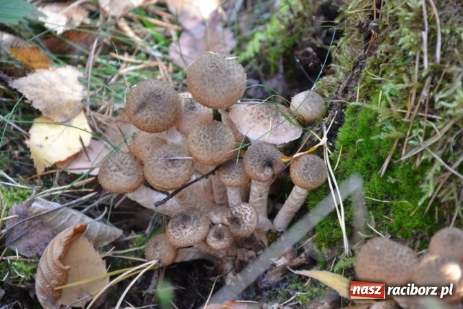 Zdjęcie w galerii na portalu naszraciborz.pl: Raport z lasu. Co z tymi grzybami? wiadomości z regionu