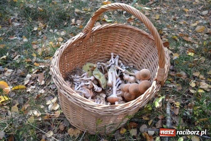 Zdjęcie w galerii na portalu naszraciborz.pl: Raport z lasu. Co z tymi grzybami? wiadomości z regionu