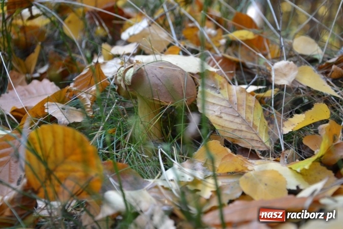 Zdjęcie w galerii na portalu naszraciborz.pl: Raport z lasu. Co z tymi grzybami? wiadomości z regionu
