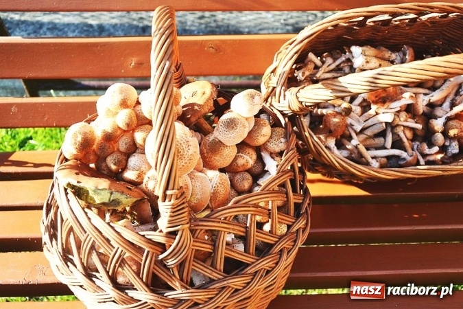 Zdjęcie w galerii na portalu naszraciborz.pl: Raport z lasu. Co z tymi grzybami? wiadomości z regionu