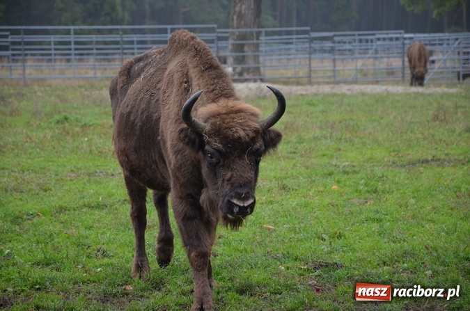 Zdjęcie w galerii na portalu naszraciborz.pl: Spotkanie z przedstawicielami ekologicznych organizacji pozarządowych wiadomości z regionu
