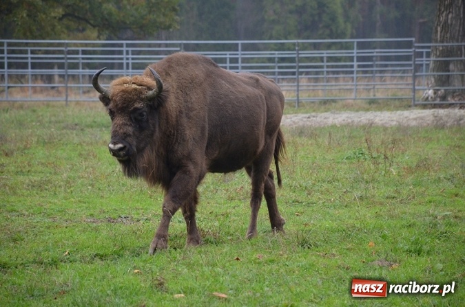 Zdjęcie w galerii na portalu naszraciborz.pl: Spotkanie z przedstawicielami ekologicznych organizacji pozarządowych wiadomości z regionu