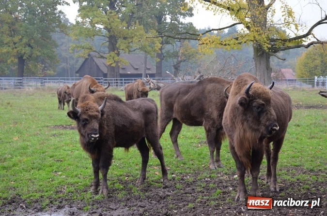 Zdjęcie w galerii na portalu naszraciborz.pl: Spotkanie z przedstawicielami ekologicznych organizacji pozarządowych wiadomości z regionu
