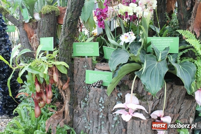 Zdjęcie w galerii na portalu naszraciborz.pl: Egzotyczny ogr&oacute;d powstał w Bytomiu wiadomości z regionu