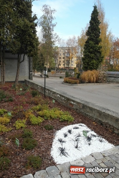 Zdjęcie w galerii na portalu naszraciborz.pl: Egzotyczny ogr&oacute;d powstał w Bytomiu wiadomości z regionu