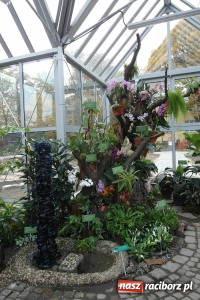 Zdjęcie w galerii na portalu naszraciborz.pl: Egzotyczny ogr&oacute;d powstał w Bytomiu wiadomości z regionu