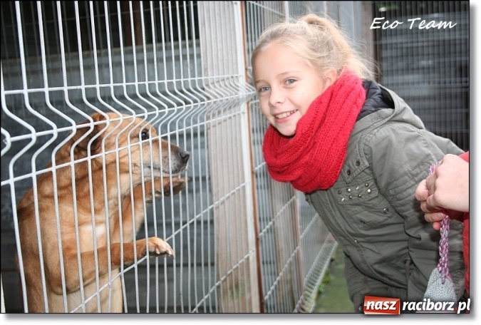 Zdjęcie w galerii na portalu naszraciborz.pl: Pełna miska dla schroniska z Eco Team wiadomości z regionu
