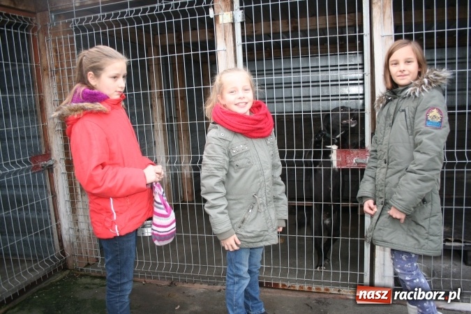 Zdjęcie w galerii na portalu naszraciborz.pl: Pełna miska dla schroniska z Eco Team wiadomości z regionu