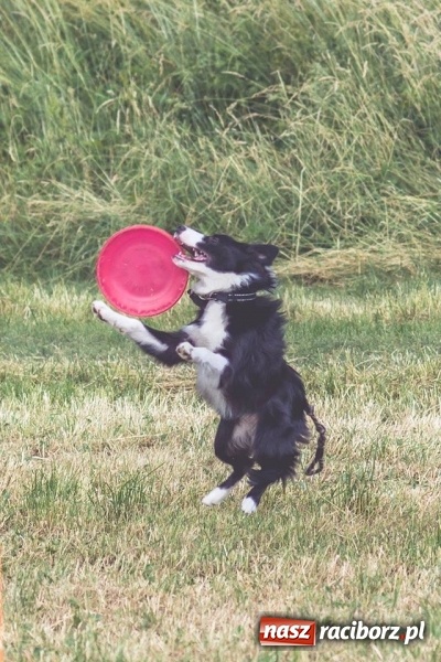 Zdjęcie w galerii na portalu naszraciborz.pl: Masz psa? Weź go na wyjątkowy spacer! wiadomości z regionu