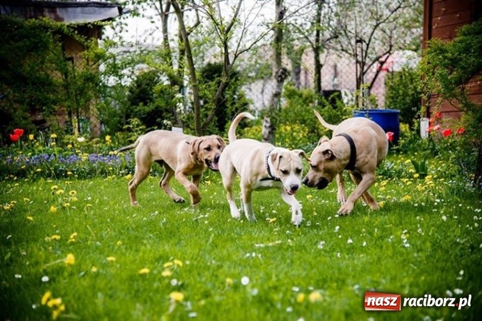 Zdjęcie w galerii na portalu naszraciborz.pl: Masz psa? Weź go na wyjątkowy spacer! wiadomości z regionu