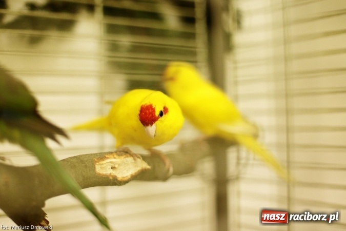 Zdjęcie w galerii na portalu naszraciborz.pl: W Labiryncie dziś i jutro zobaczysz wystawę ptaków wiadomości z regionu