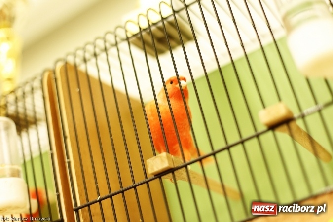 Zdjęcie w galerii na portalu naszraciborz.pl: W Labiryncie dziś i jutro zobaczysz wystawę ptaków wiadomości z regionu