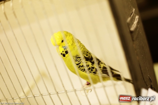 Zdjęcie w galerii na portalu naszraciborz.pl: W Labiryncie dziś i jutro zobaczysz wystawę ptaków wiadomości z regionu