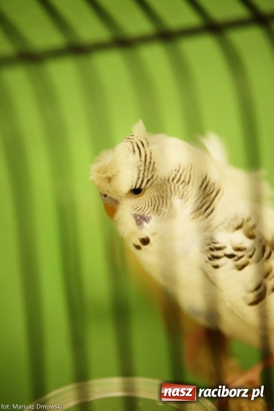 Zdjęcie w galerii na portalu naszraciborz.pl: W Labiryncie dziś i jutro zobaczysz wystawę ptaków wiadomości z regionu