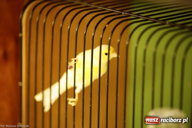 Zdjęcie w galerii na portalu naszraciborz.pl: W Labiryncie dziś i jutro zobaczysz wystawę ptaków wiadomości z regionu