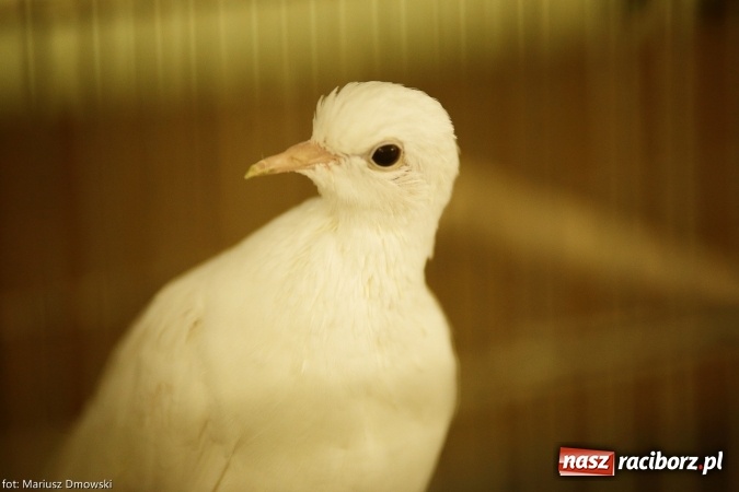 Zdjęcie w galerii na portalu naszraciborz.pl: W Labiryncie dziś i jutro zobaczysz wystawę ptaków wiadomości z regionu