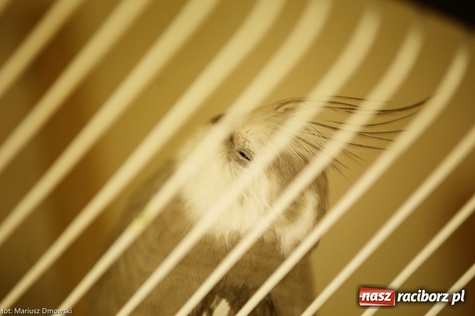 Zdjęcie w galerii na portalu naszraciborz.pl: W Labiryncie dziś i jutro zobaczysz wystawę ptaków wiadomości z regionu