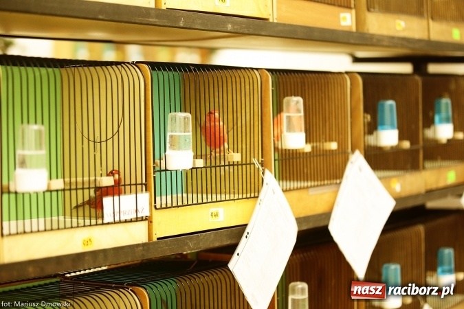 Zdjęcie w galerii na portalu naszraciborz.pl: W Labiryncie dziś i jutro zobaczysz wystawę ptaków wiadomości z regionu