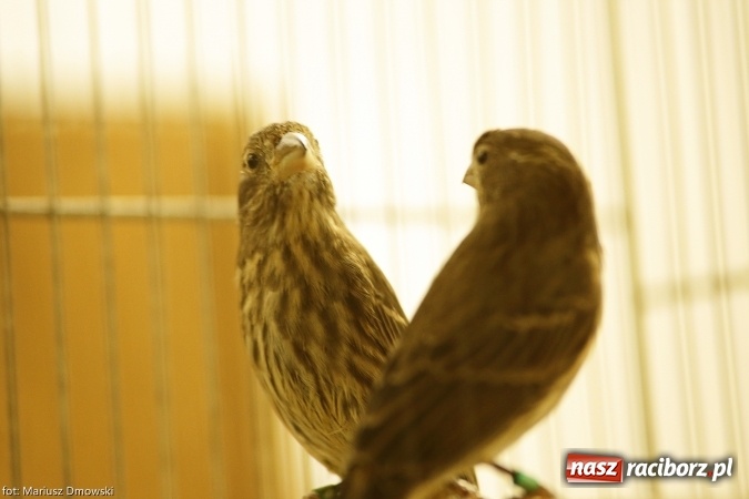 Zdjęcie w galerii na portalu naszraciborz.pl: W Labiryncie dziś i jutro zobaczysz wystawę ptaków wiadomości z regionu