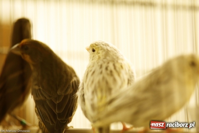 Zdjęcie w galerii na portalu naszraciborz.pl: W Labiryncie dziś i jutro zobaczysz wystawę ptaków wiadomości z regionu