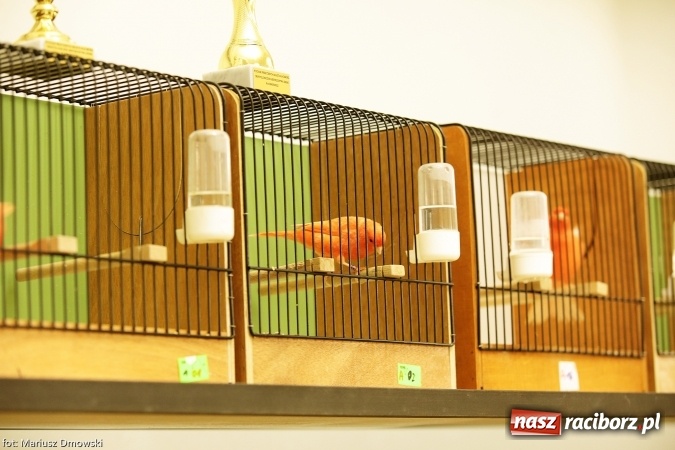 Zdjęcie w galerii na portalu naszraciborz.pl: W Labiryncie dziś i jutro zobaczysz wystawę ptaków wiadomości z regionu