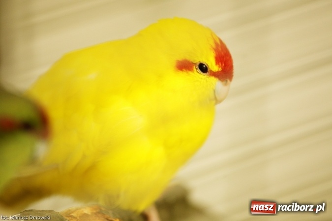 Zdjęcie w galerii na portalu naszraciborz.pl: W Labiryncie dziś i jutro zobaczysz wystawę ptaków wiadomości z regionu