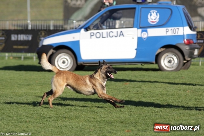 Zdjęcie w galerii na portalu naszraciborz.pl: Międzynarodowe Zawody Mondioringu dziś i jutro w Raciborzu  wiadomości z regionu