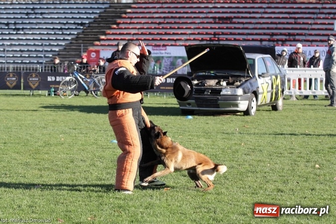 Zdjęcie w galerii na portalu naszraciborz.pl: Międzynarodowe Zawody Mondioringu dziś i jutro w Raciborzu  wiadomości z regionu