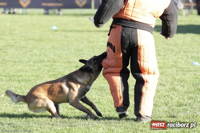 Zdjęcie w galerii na portalu naszraciborz.pl: Międzynarodowe Zawody Mondioringu dziś i jutro w Raciborzu  wiadomości z regionu